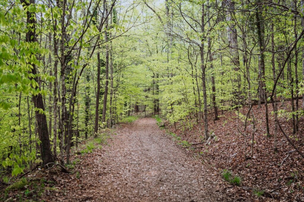 A winding dirt path cuts through a lush, green forest filled with tall trees and fallen leaves in Williamson County, Tennessee.