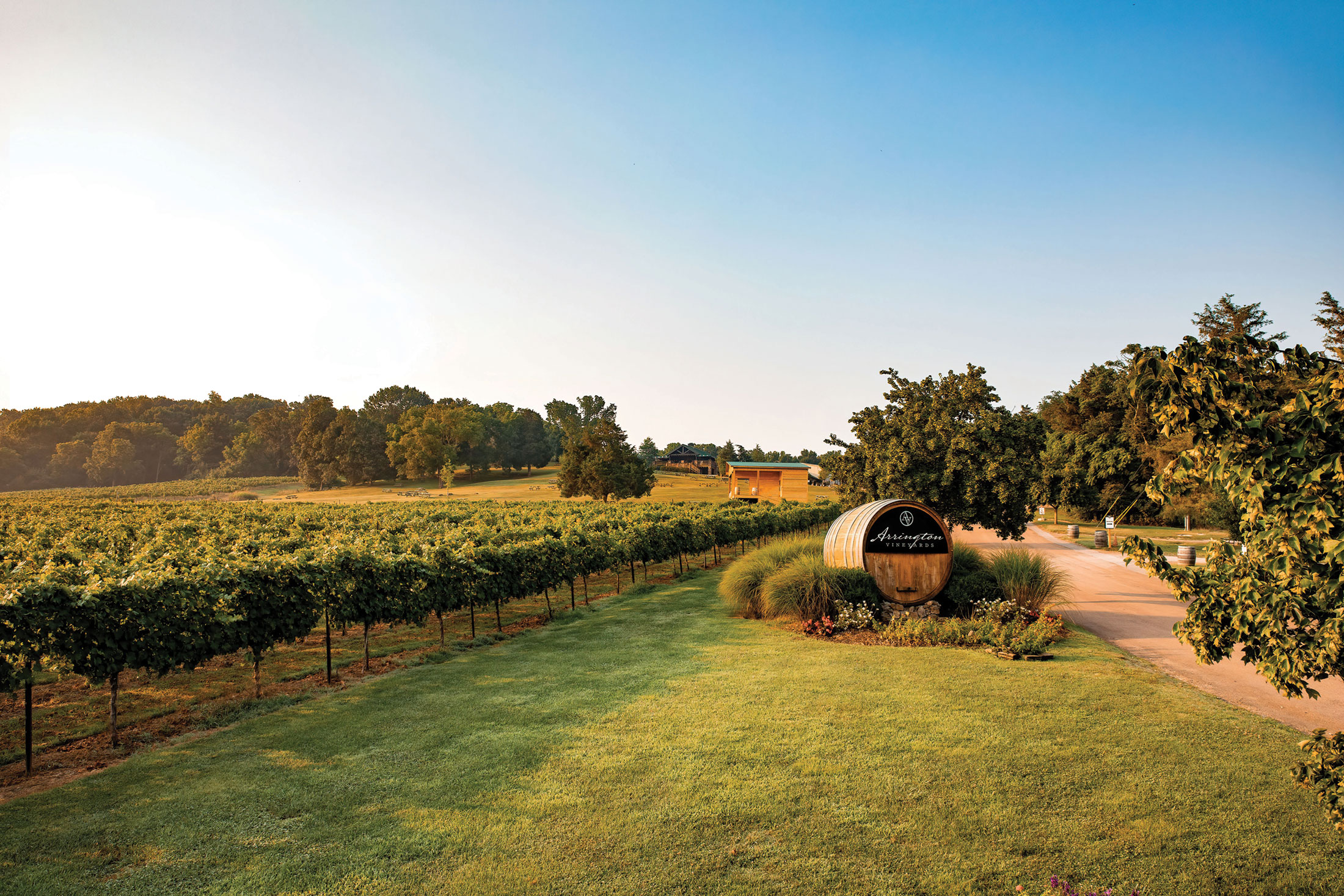 A picturesque vineyard with lush green rows of grapevines and a wooden barrel sign in Williamson County, Tennessee.