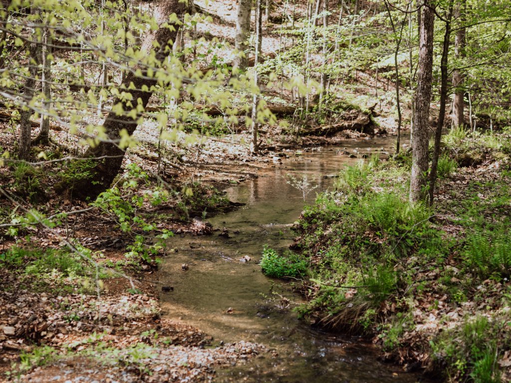 Discover 12 Fun Things To Do With Young Kids in Franklin, TN A serene forest stream meanders through a lush, green woodland, surrounded by young trees and vibrant undergrowth in Williamson County, Tennessee.