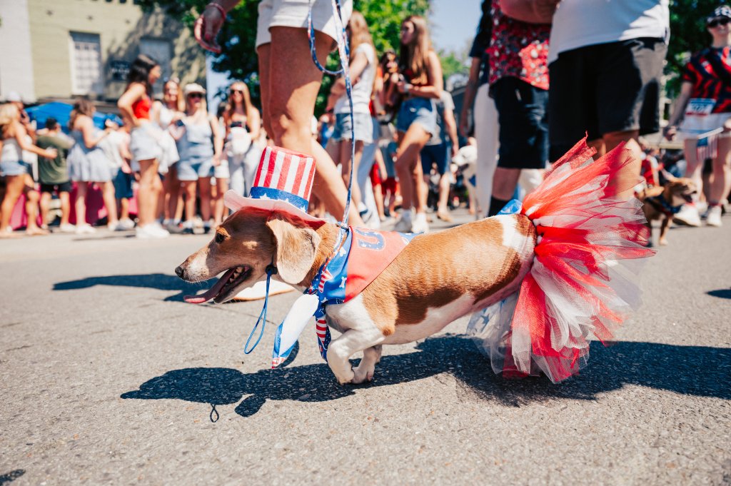 Let's Get Festive! Here Are the Essential Summer Events in Franklin, Tennessee A small dog dressed in patriotic attire, including a top hat and tutu, walks in a parade with its owner in Williamson County, Tennessee.