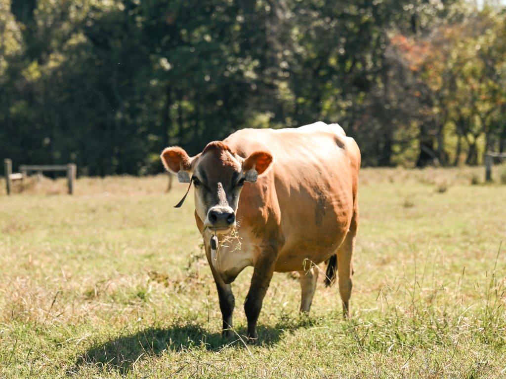 Franklin, Tennessee's Preservation Success Story A brown cow with a white patch on its chest stands in a grassy field, looking directly at the camera in Williamson County, Tennessee.