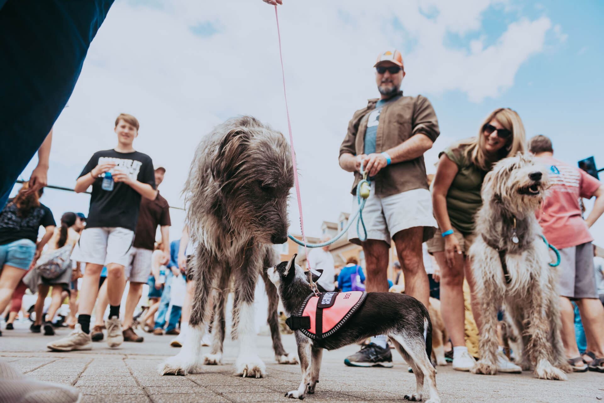 Main Street Festival A lively scene unfolds at a dog event, where a diverse crowd of people and their canine companions gather, showcasing a range of dog sizes and breeds, from tiny Chihuahuas to towering Great Danes, all enjoying the sunny day together in Williamson County, Tennessee.