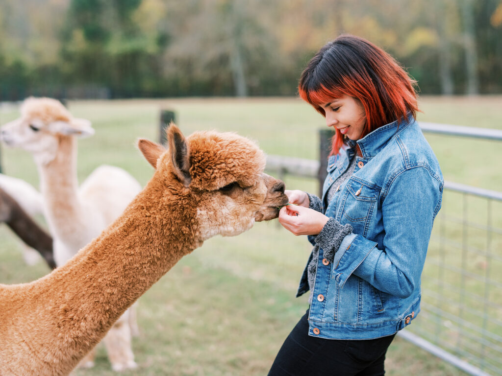 7 Spots for Family Fun on the Farm in Franklin A woman with red hair feeds an alpaca in a grassy field in Williamson County, Tennessee.
