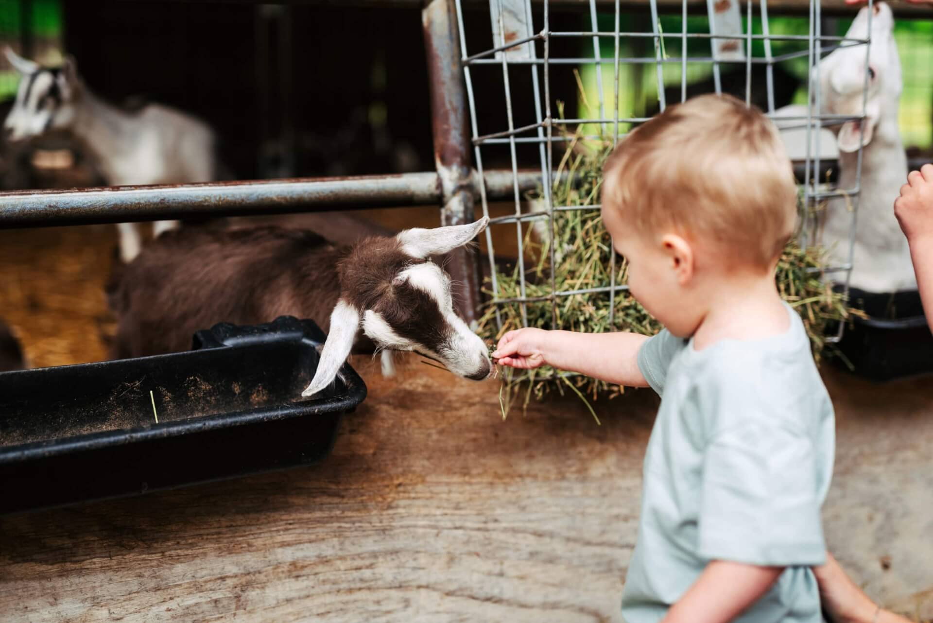 A young boy feeds a brown goat through a fence at a petting zoo in Williamson County, Tennessee.