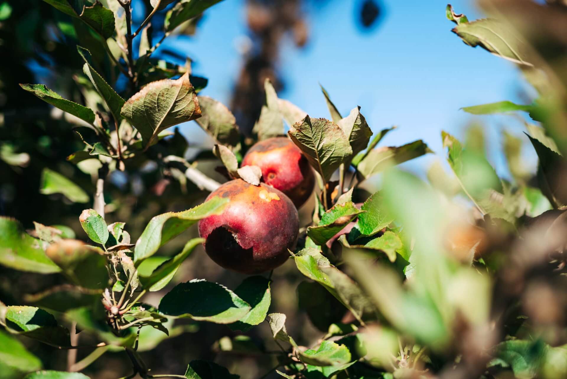 Two ripe apples hang from a tree branch surrounded by green leaves in Williamson County, Tennessee.