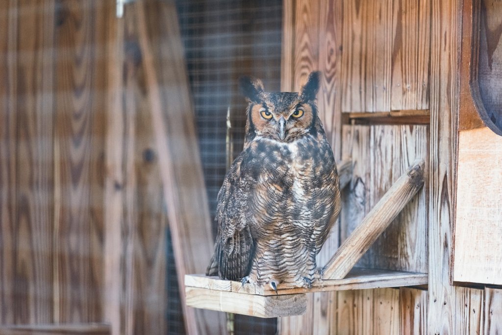 Discover 12 Fun Things To Do With Young Kids in Franklin, TN A majestic owl with piercing yellow eyes perches on a wooden platform inside a rustic wooden structure in Williamson County, Tennessee.