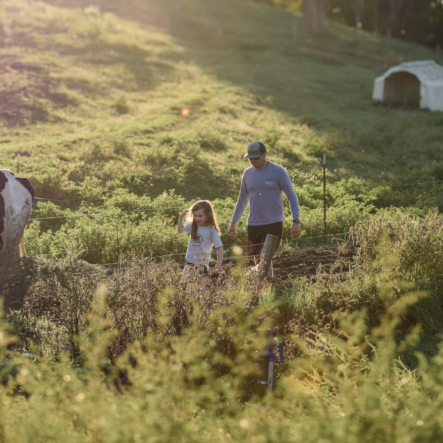 How Williamson County’s Farms Draw in Visitors and Keep History Alive A man and child walk through a lush green field with a cow in the background in Williamson County, Tennessee.