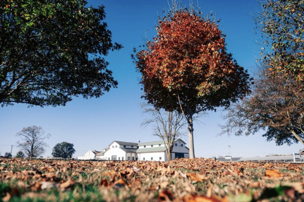 Free Franklin Fun: 6 Things To Do in Town That Don't Cost A Dime A vibrant autumn scene with a red-leaved tree in the foreground and a white barn in the background in Williamson County, Tennessee.