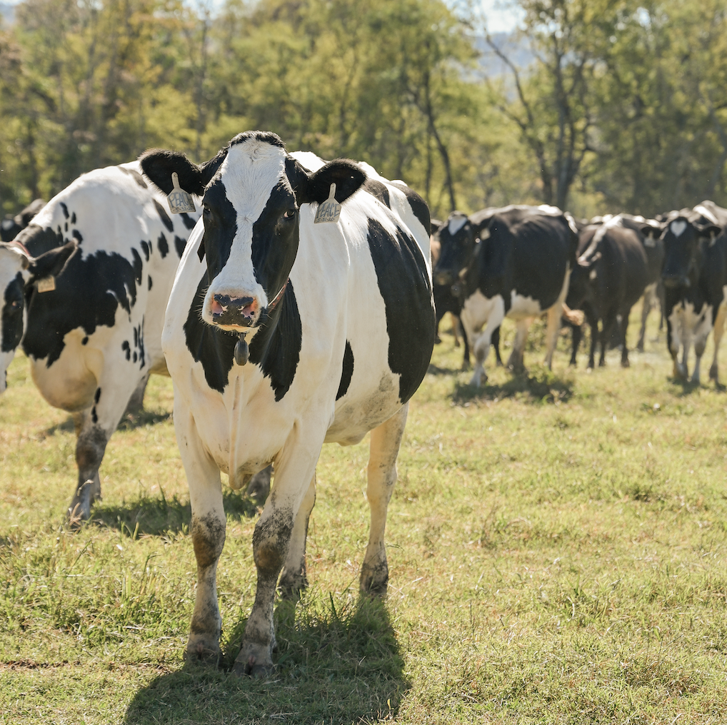 How Williamson County’s Farms Draw in Visitors and Keep History Alive A herd of black and white dairy cows graze in a lush green pasture in Williamson County, Tennessee.