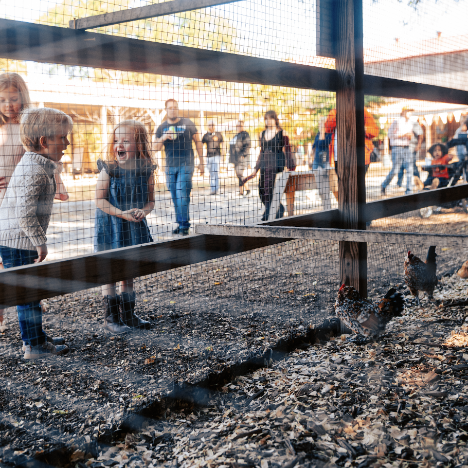 How Williamson County’s Farms Draw in Visitors and Keep History Alive Children laugh and play at a petting zoo, observing chickens through a fence in Williamson County, Tennessee.